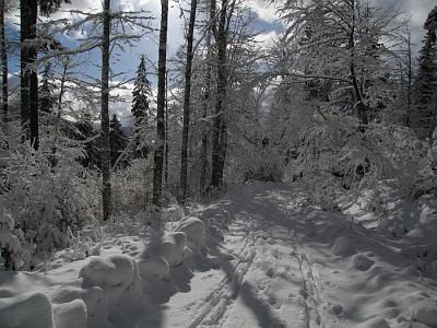 zima